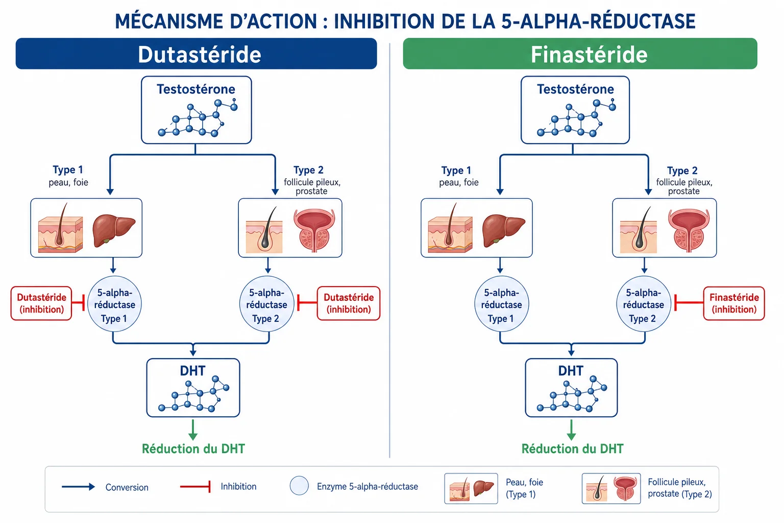 Schéma comparatif : inhibition de la 5-alpha-réductase par le finastéride (type 2) versus le dutastéride (types 1 et 2)